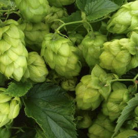 Hopfen