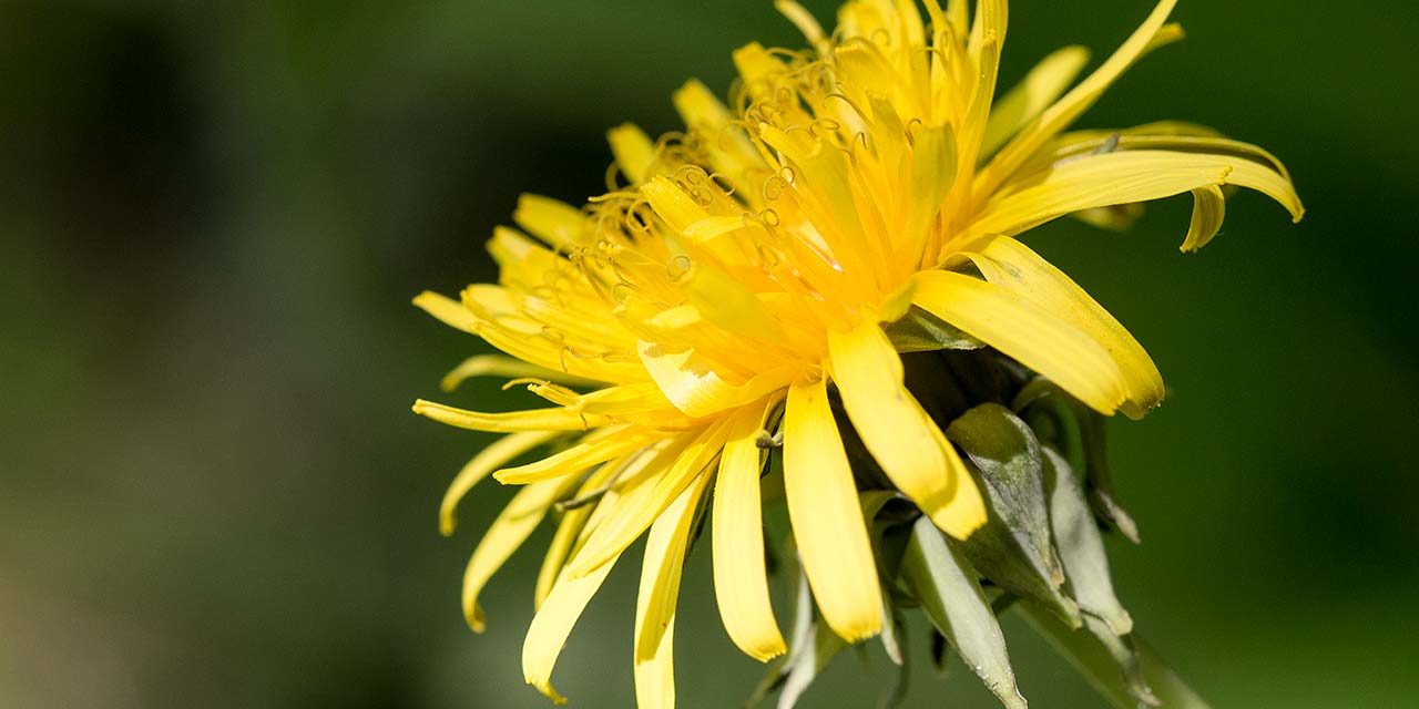 Löwenzahn Naturheilpraxis Bonadea.